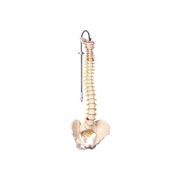 Fabrication Enterprises 3B Anatomical Model - Flexible Spine, Didactic 963116 - main